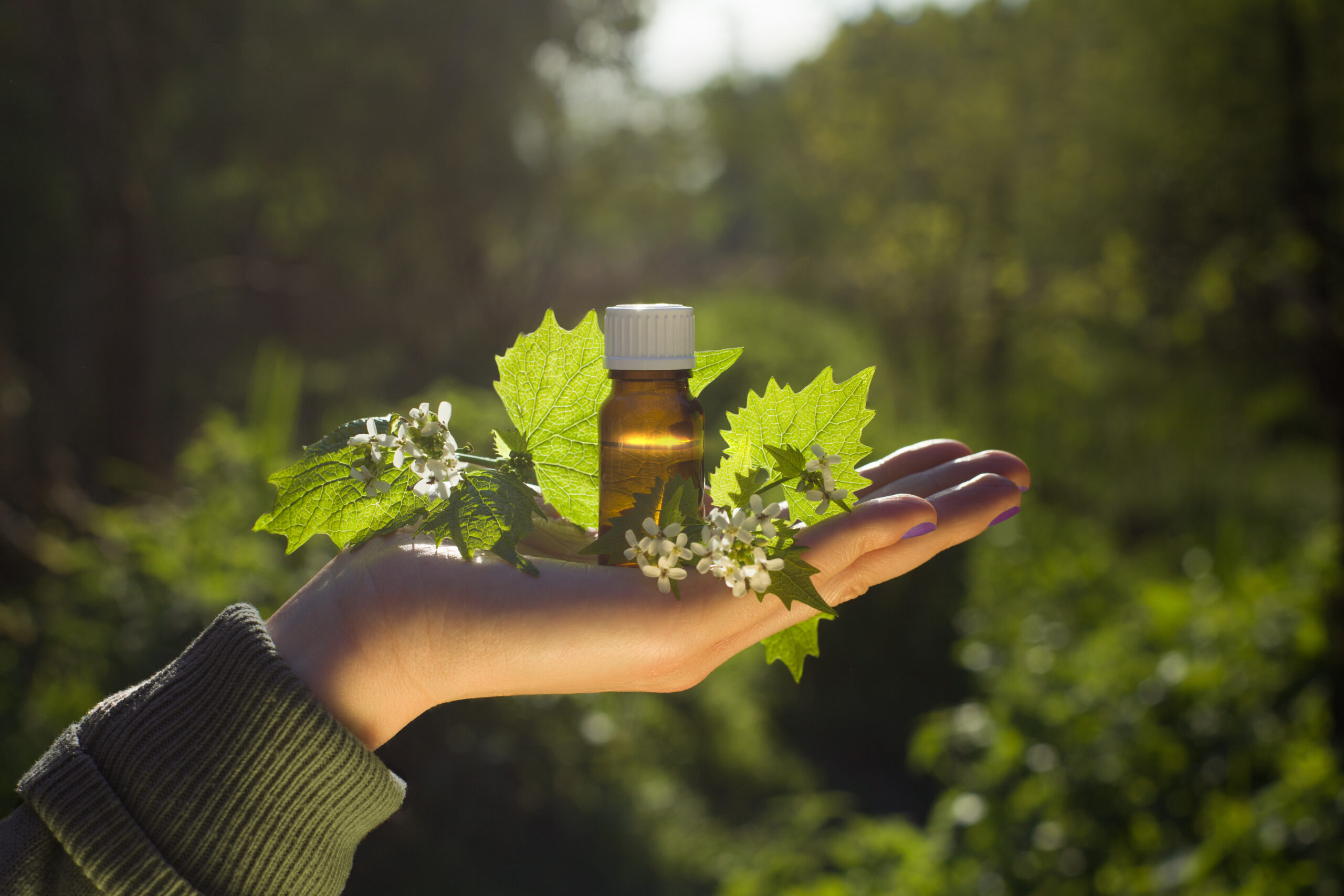 Hand with aroma oil in bottle. Bach flower essence and blooming nettle.